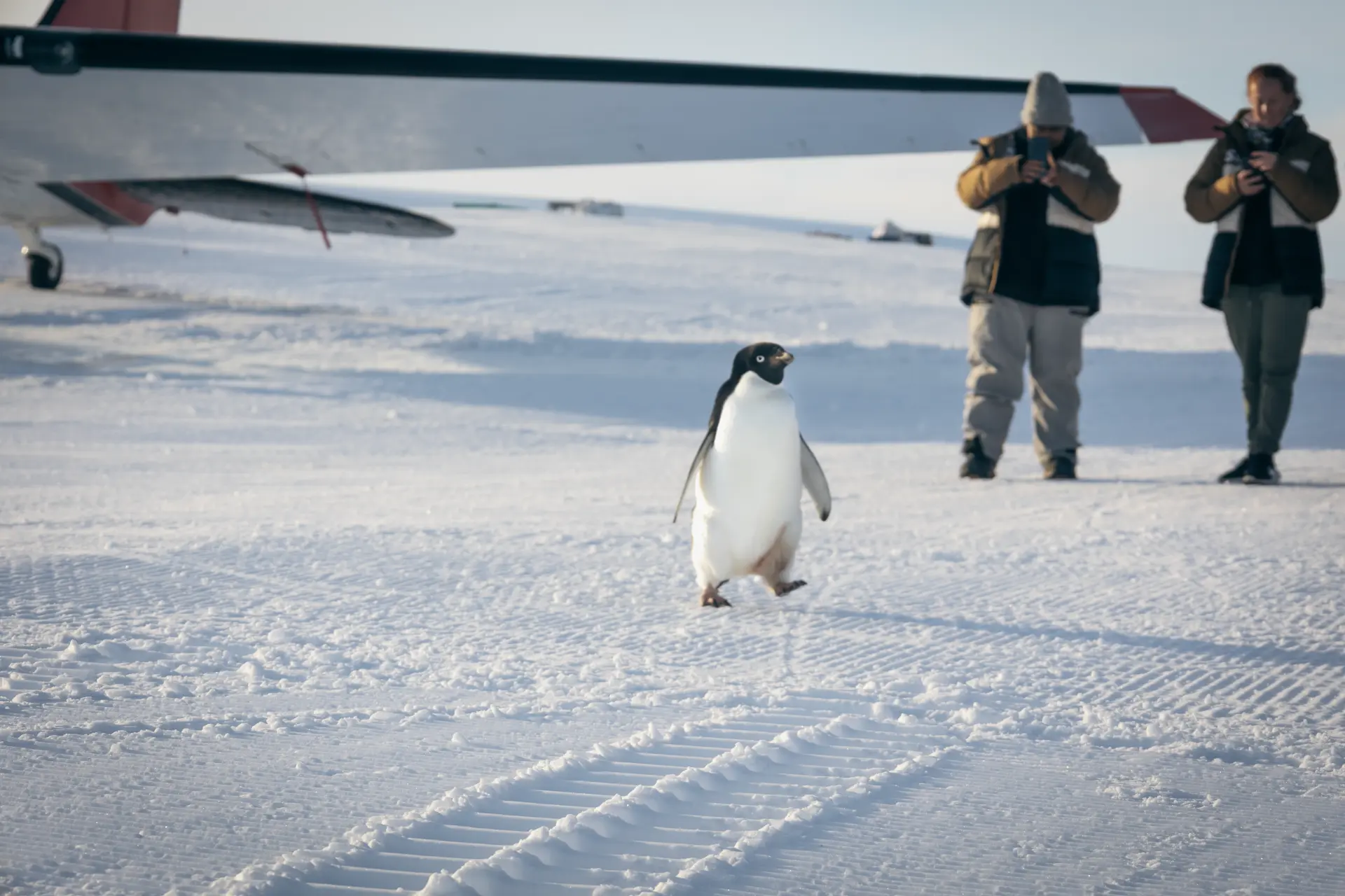 An Adelie penguin walking past the team and aircraft on the snow runway